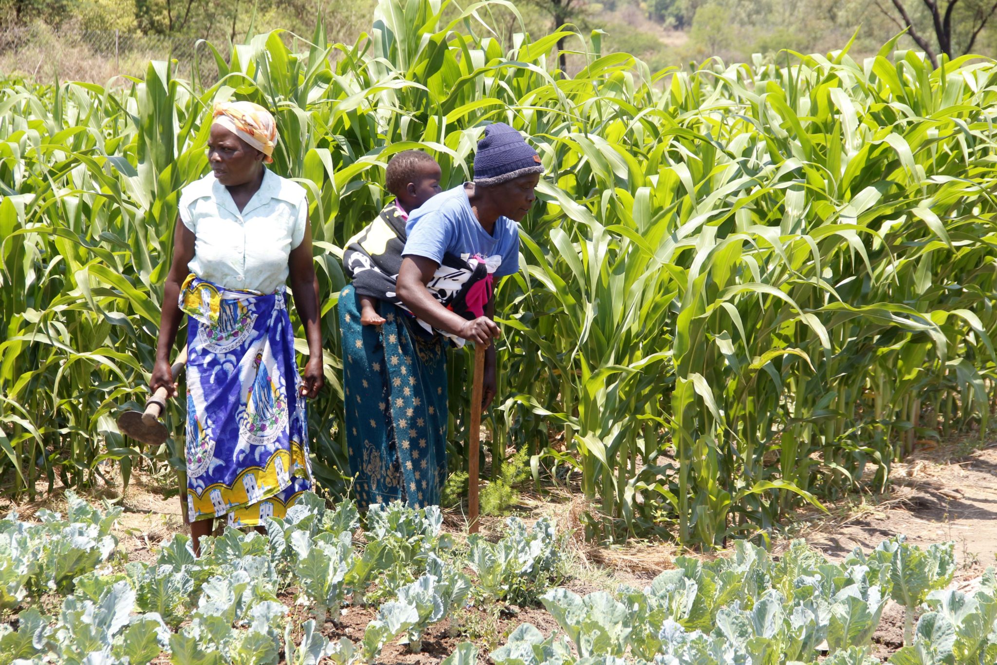 Bethel Garden: Brings hope to Shurugwi Villagers - Hand In Hand